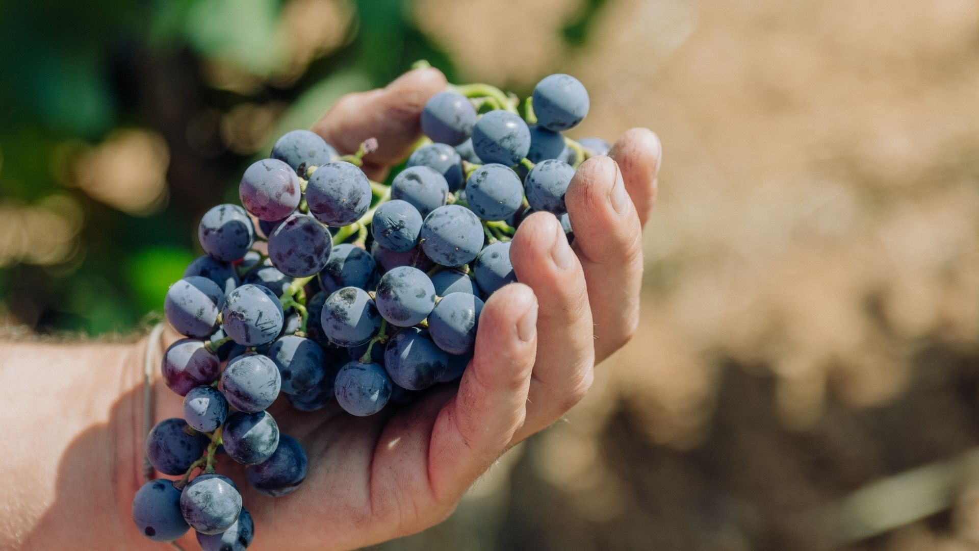 Vendemmia 2026